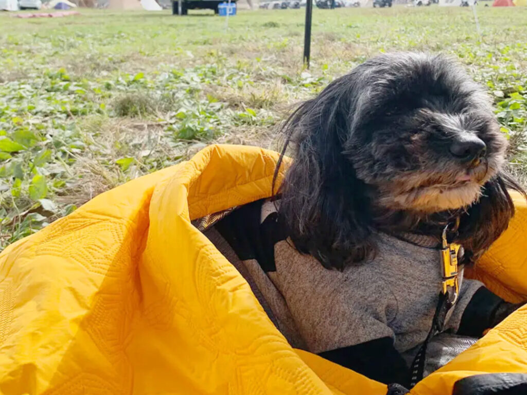 フルッタ (Hurtta) アウトバック ドリーマー のレビュー！寒がりなワンちゃんとのキャンプに最適な犬用寝袋！